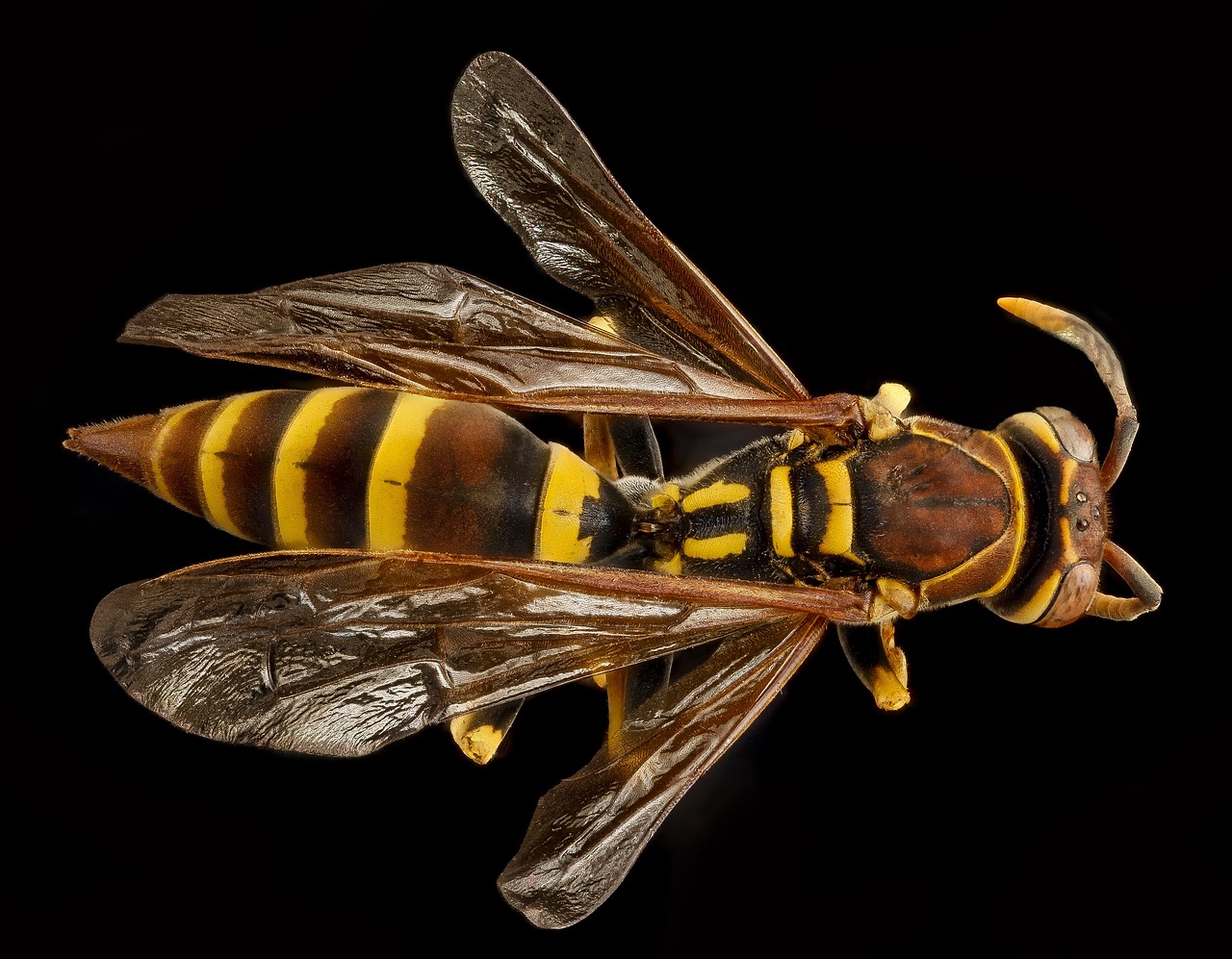 Image - european paper wasp macro mounted