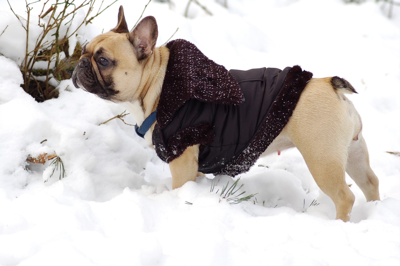 Image - bulldog snow jacket