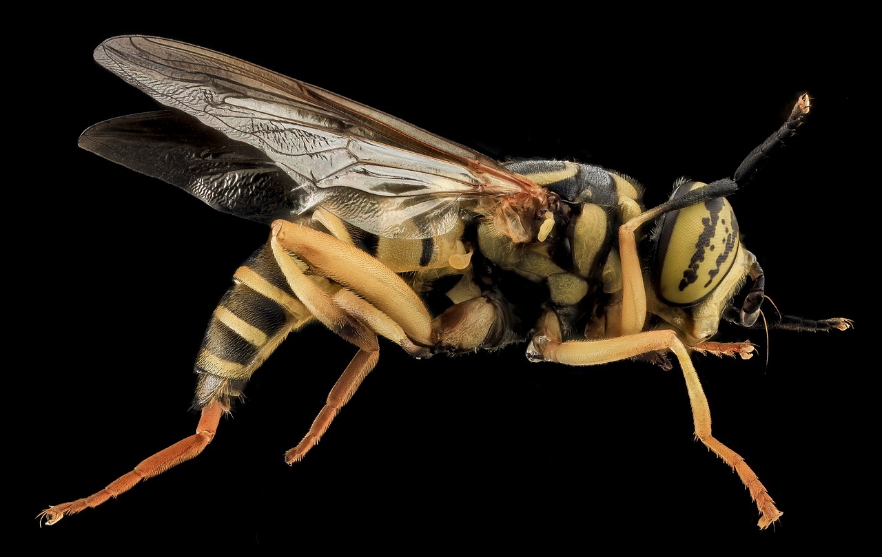 Image - hover fly macro mounted close up