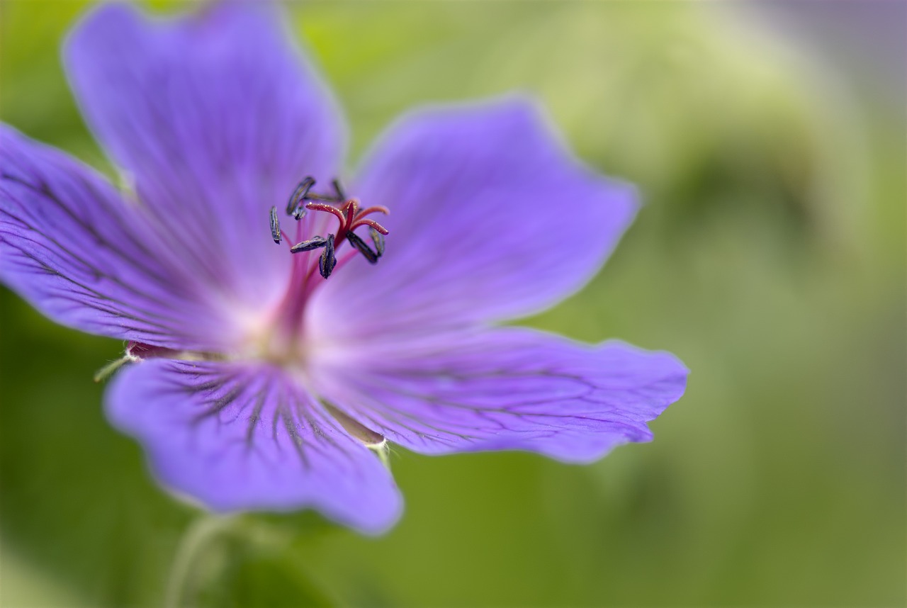 Image - geranium perennial plants