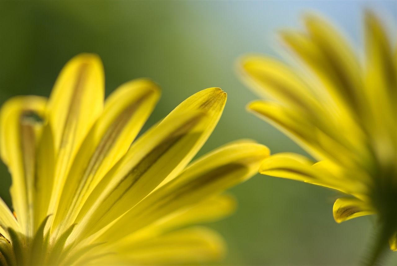 Image - spanish daisy flower floral yellow