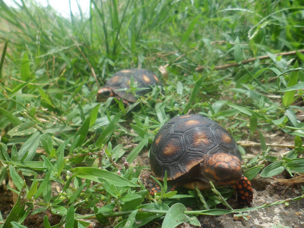 Image - reptile fauna field animal nature