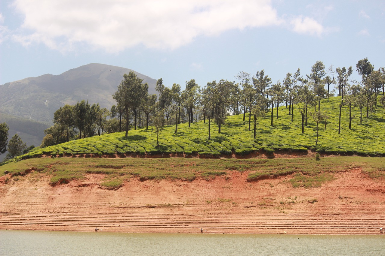 Image - nature green forest dam tea