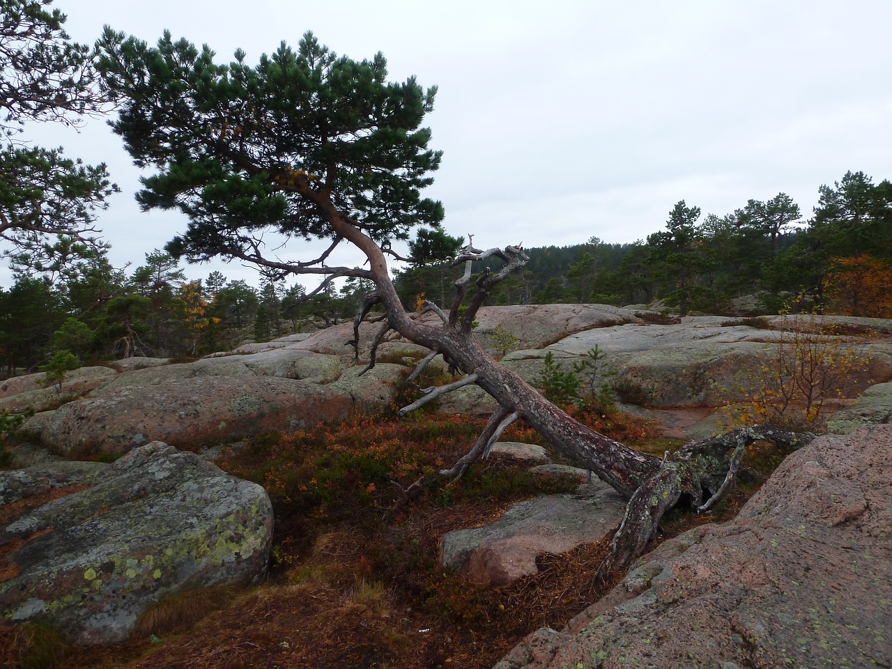 Image - skuleskogen national park sweden