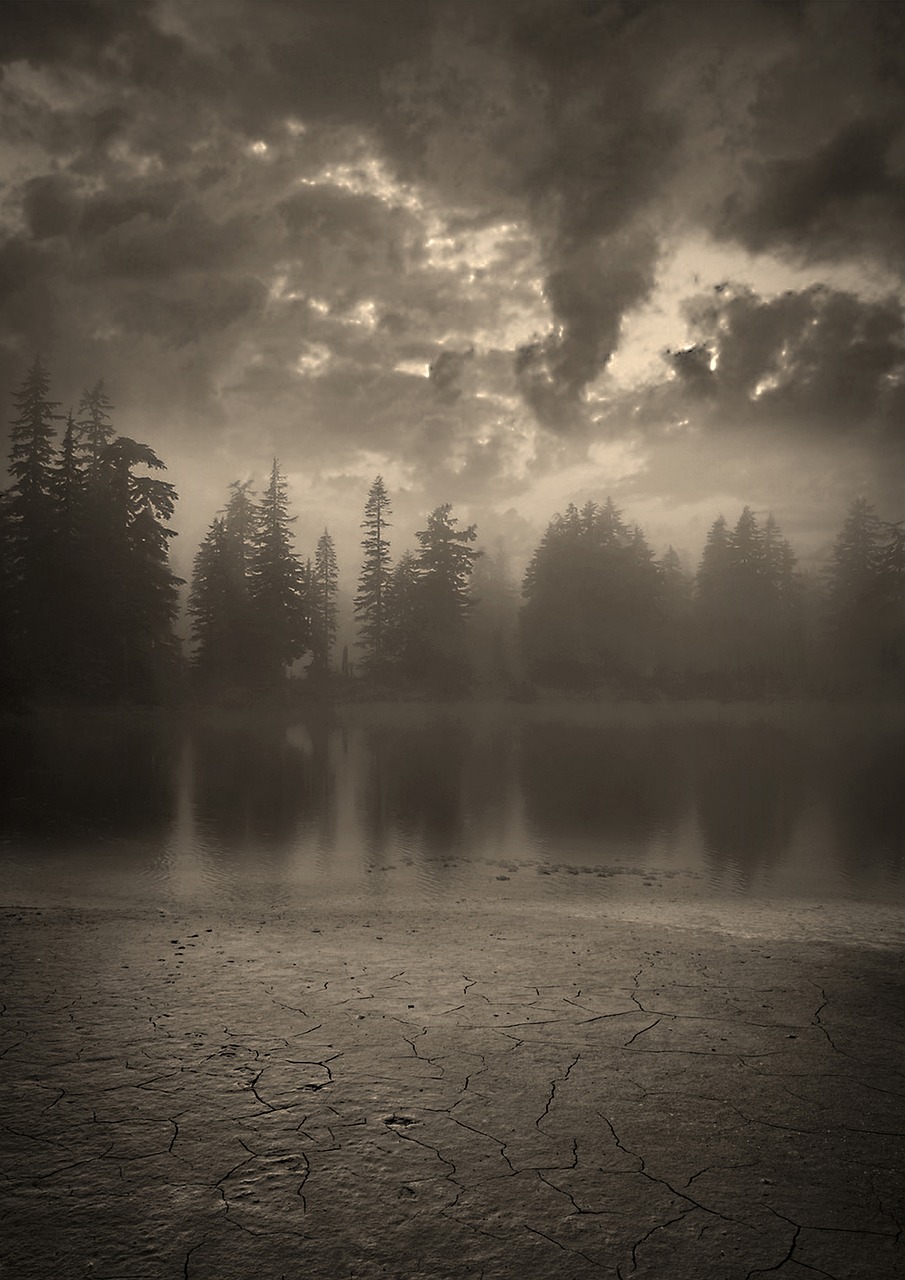 Image - forest night dark moon landscape