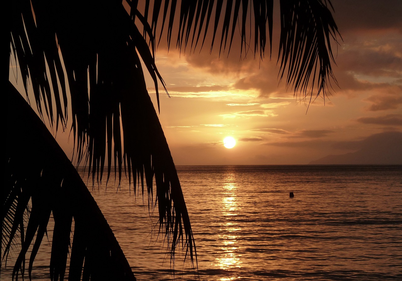 Image - sunset palm trees beach golden