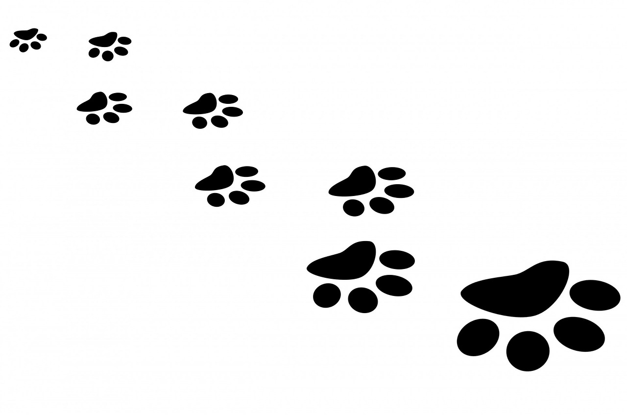 Image - paw print cat footprint bear foot