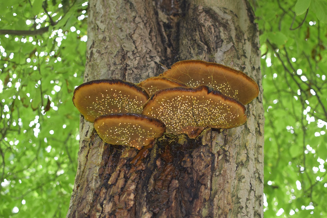 Image - tree fungus drip tree leaves green