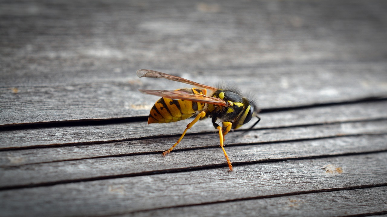 Image - wasp insect wood animal nature