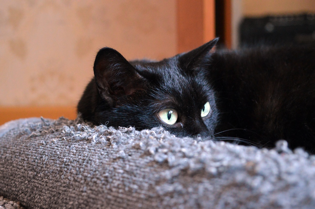 Image - black cat scratching posts