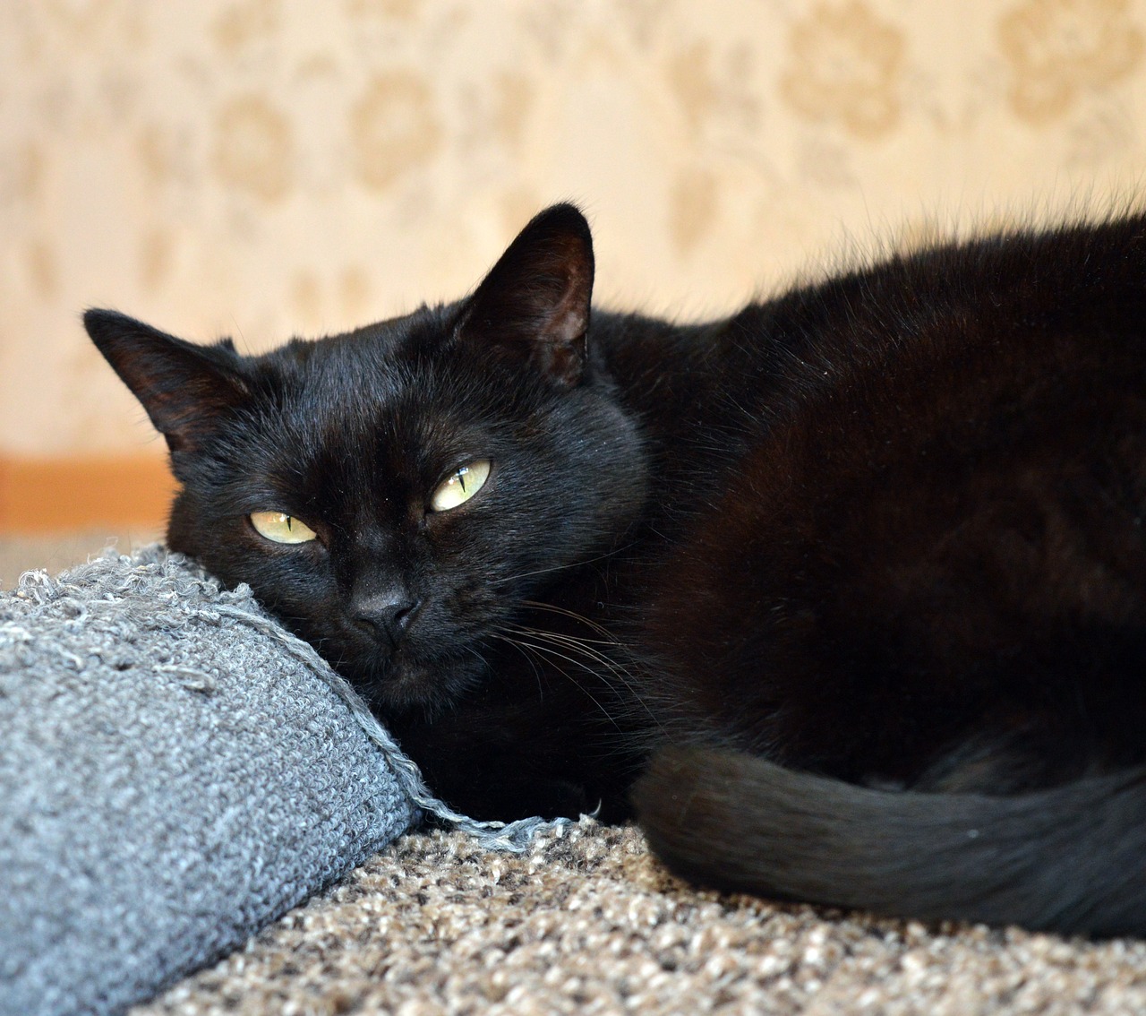 Image - black cat scratching posts