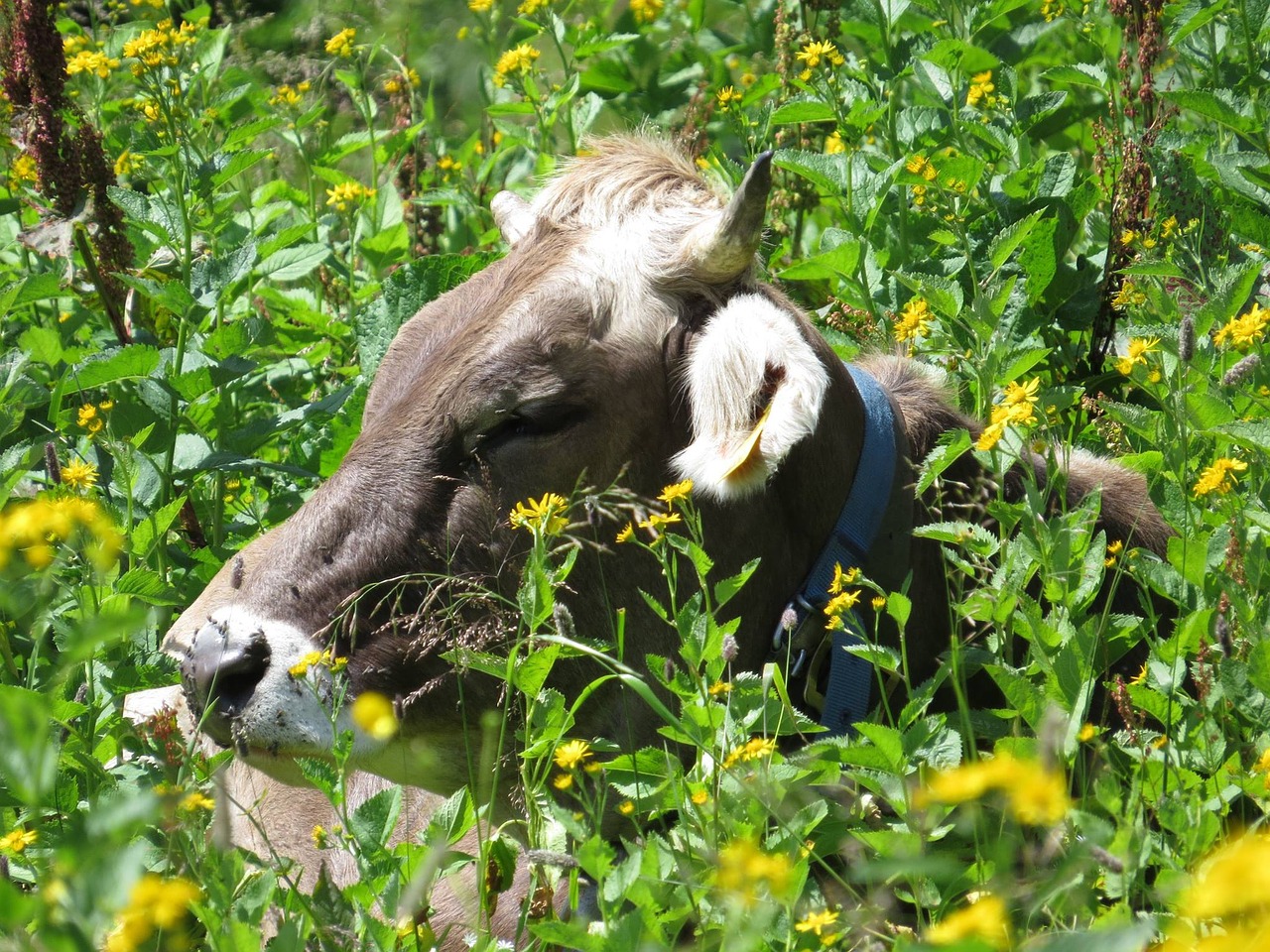 Image - cow austria flowers