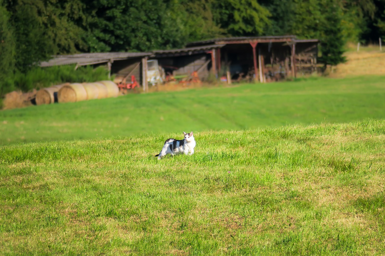 Image - cat meadow scale stray roam sneak