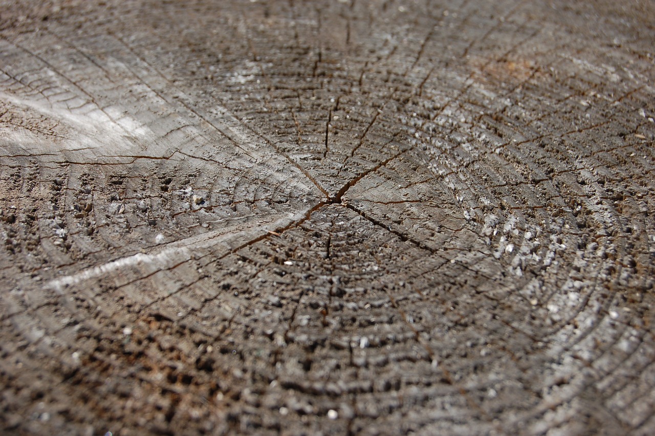 Image - tree saw cut circles old tree