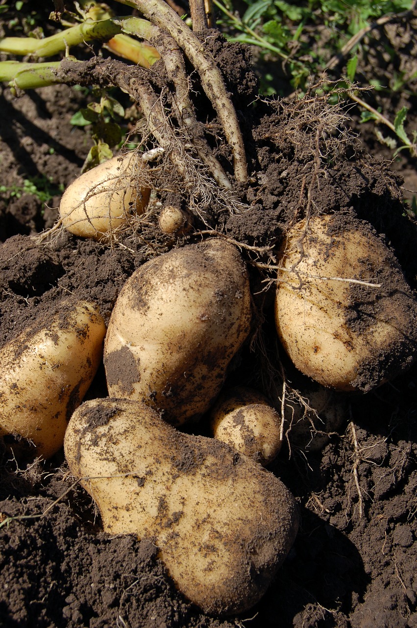 Image - potatoes land fruit why potato