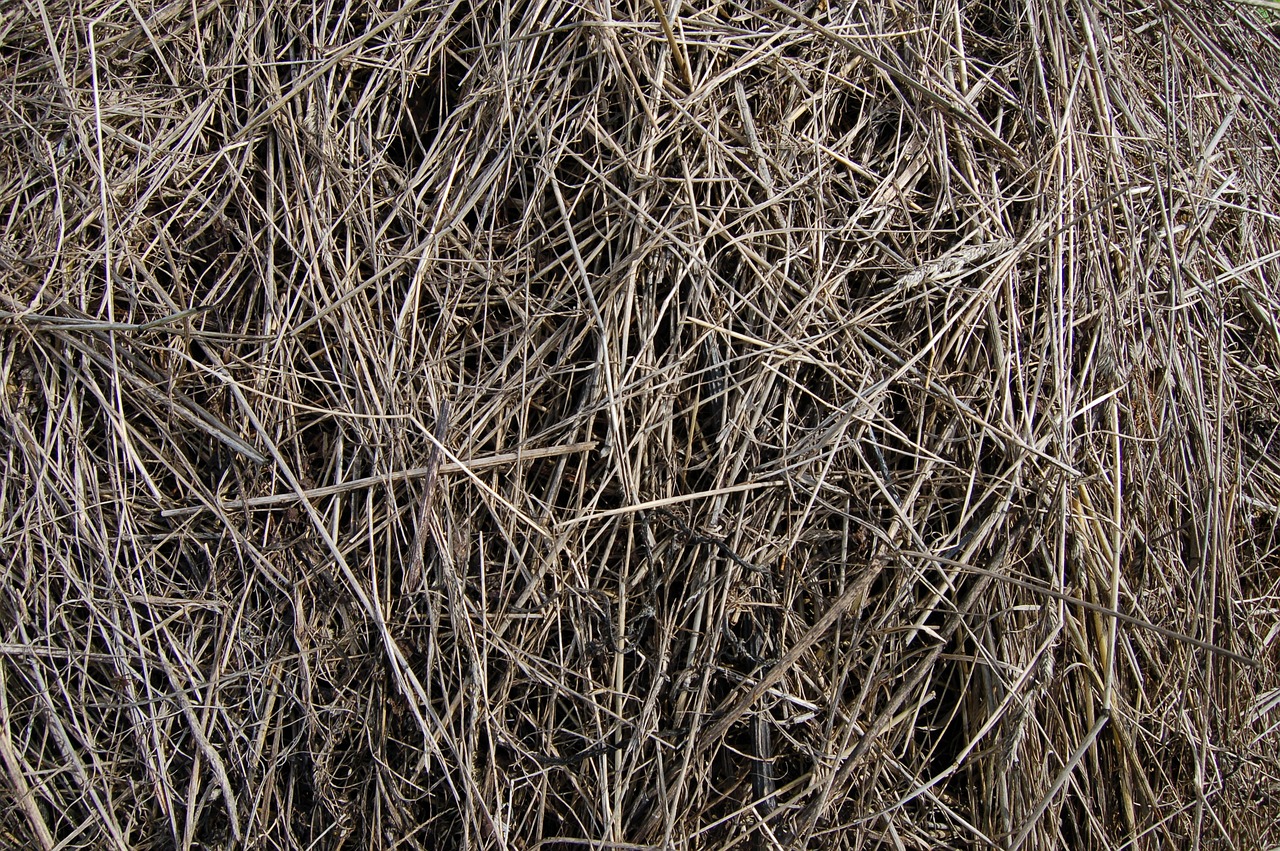 Image - hay the old grass grey nature