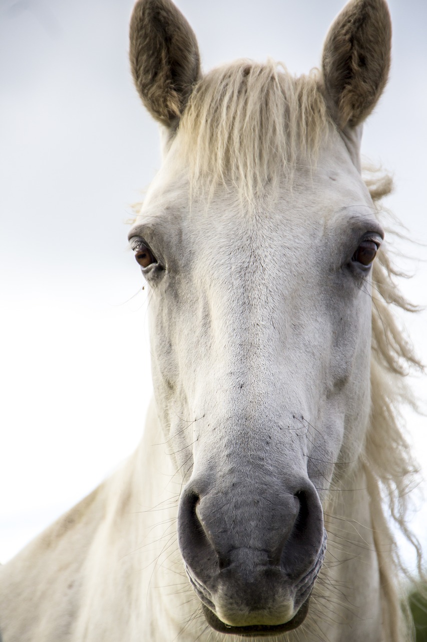 Image - horse print white horse irish horse