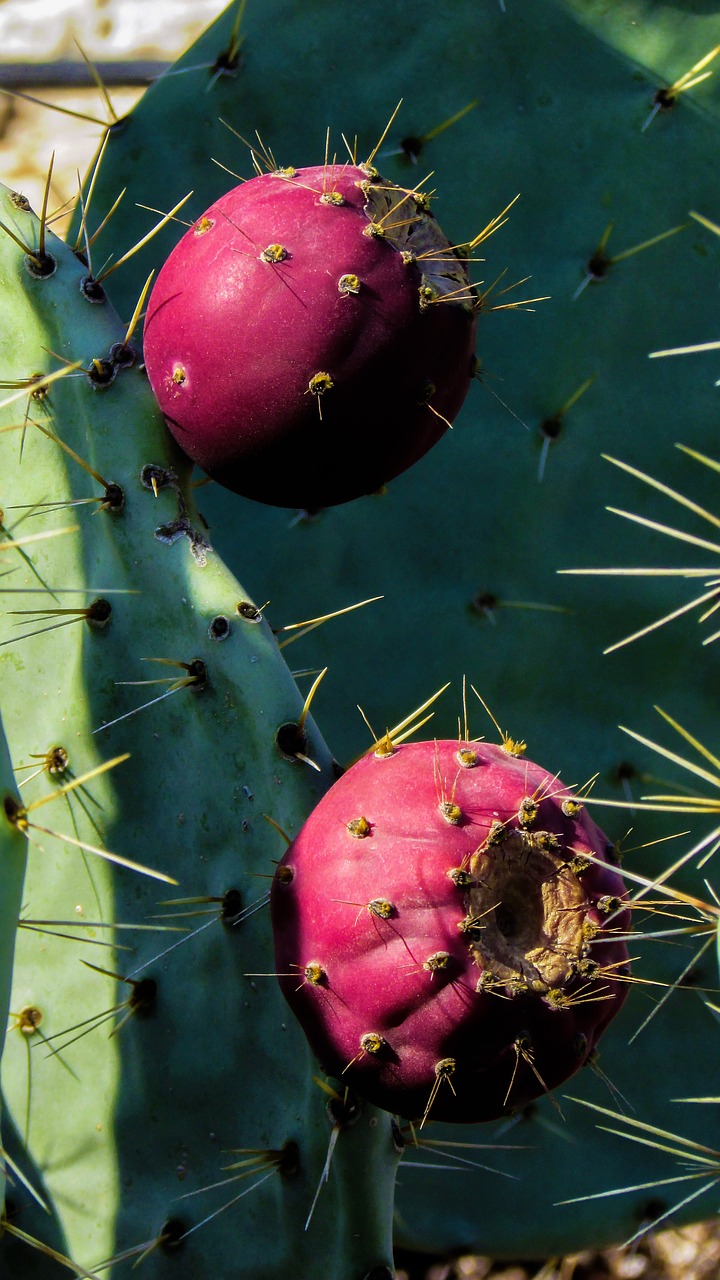 Image - cactus plant fruit nature sharp