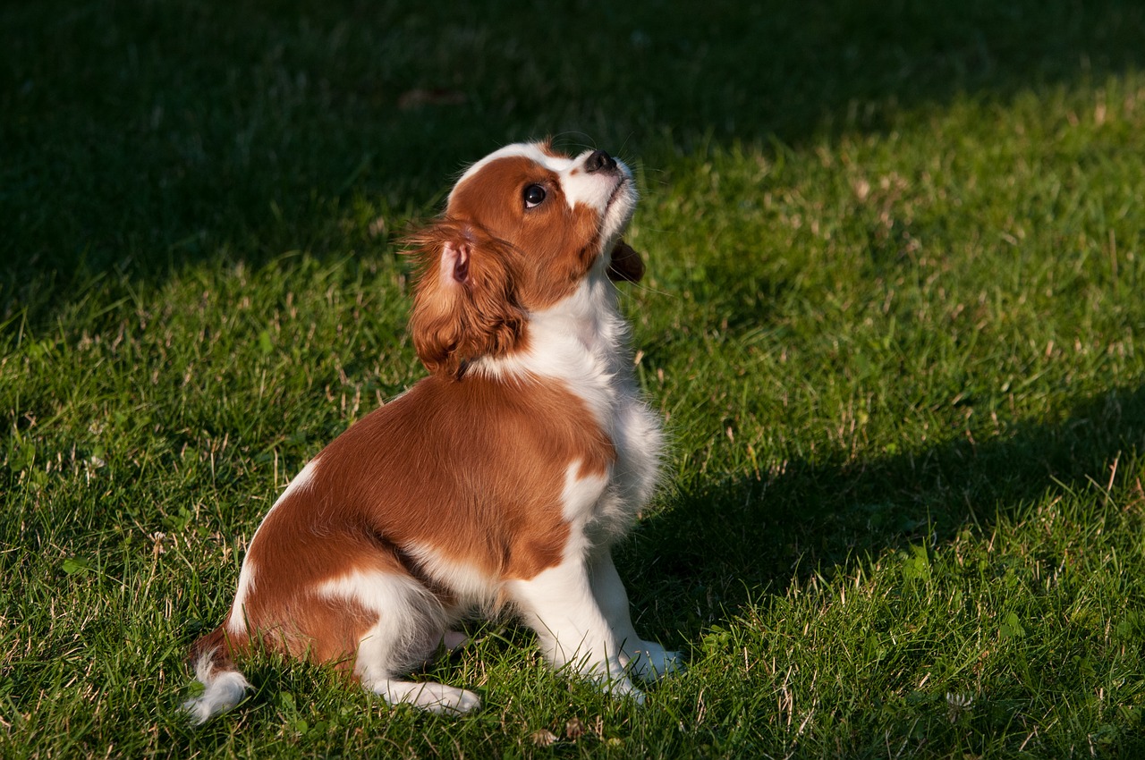 Image - dog puppy light