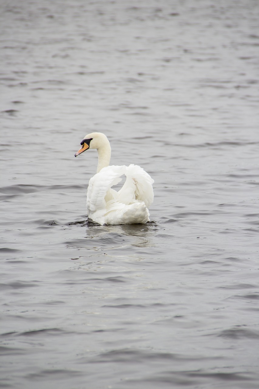 Image - swan animal lake bird water