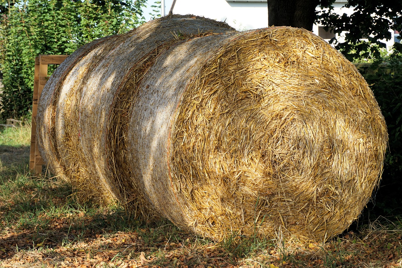 Image - straw round bales harvest