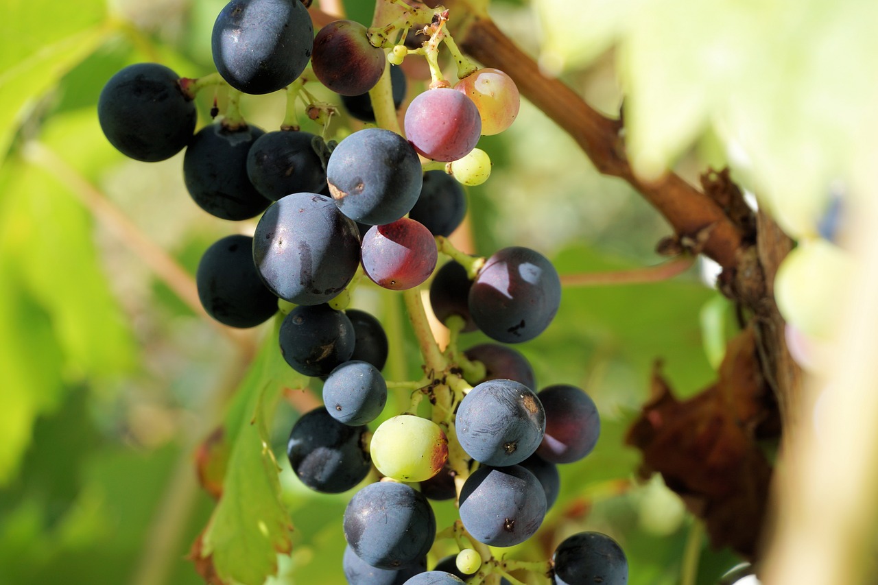 Image - grapes winegrowing grapevine fruit