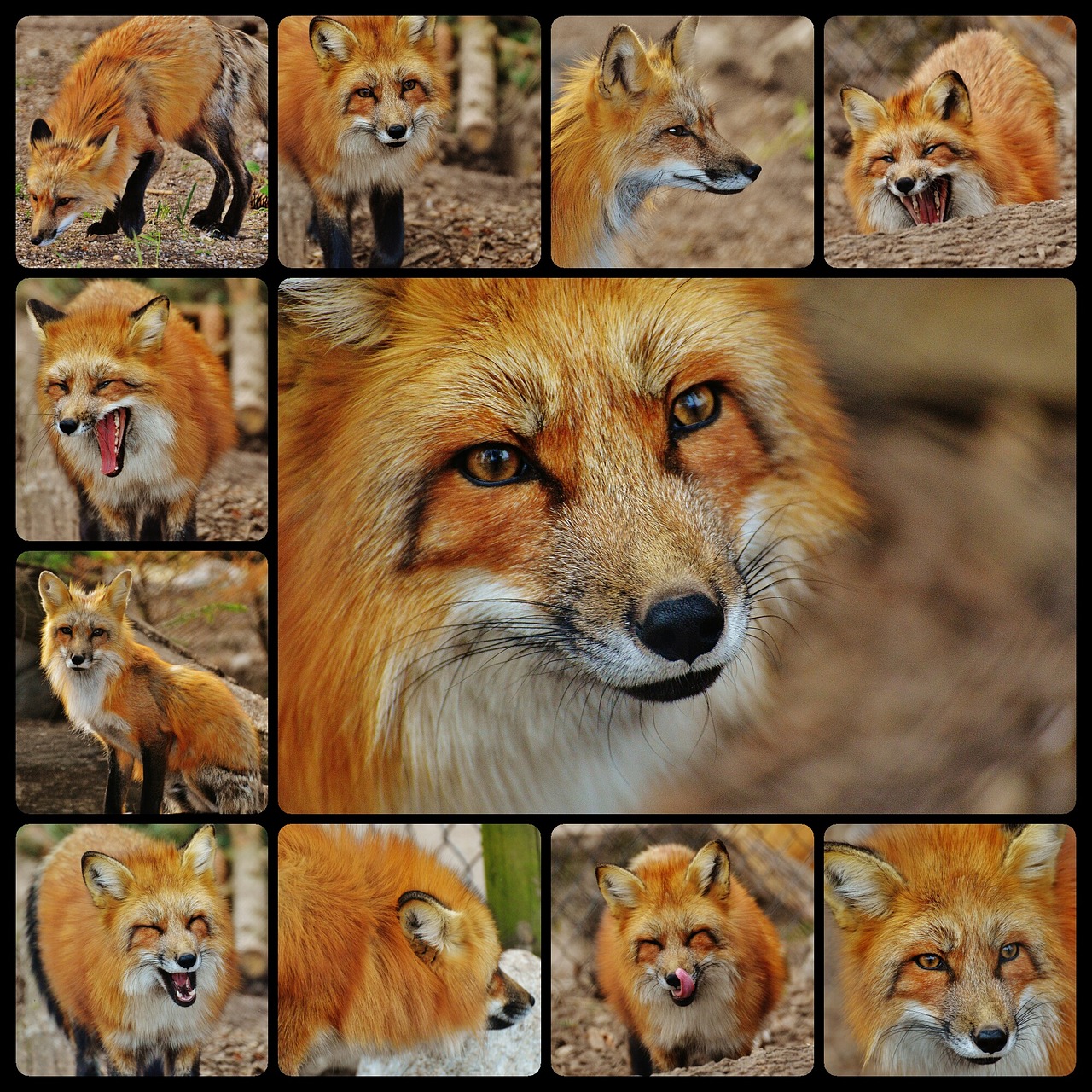 Image - fuchs collage predator beautiful