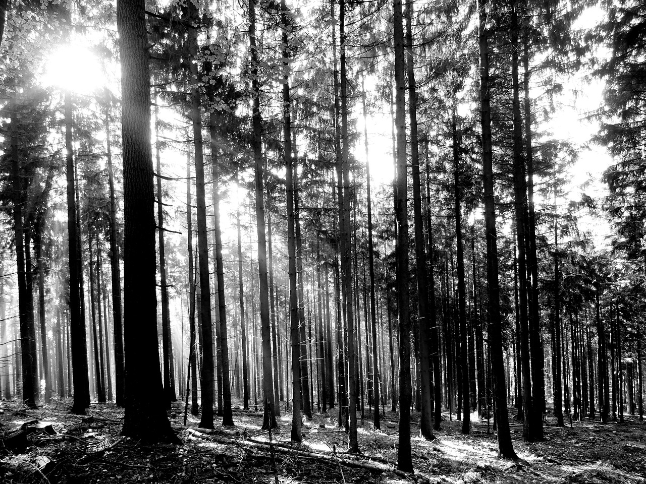 Image - forest trees sunlight black white