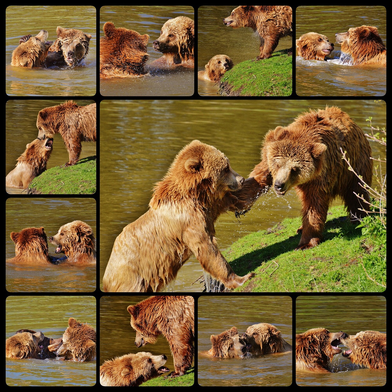 Image - bear wildpark poing play collage