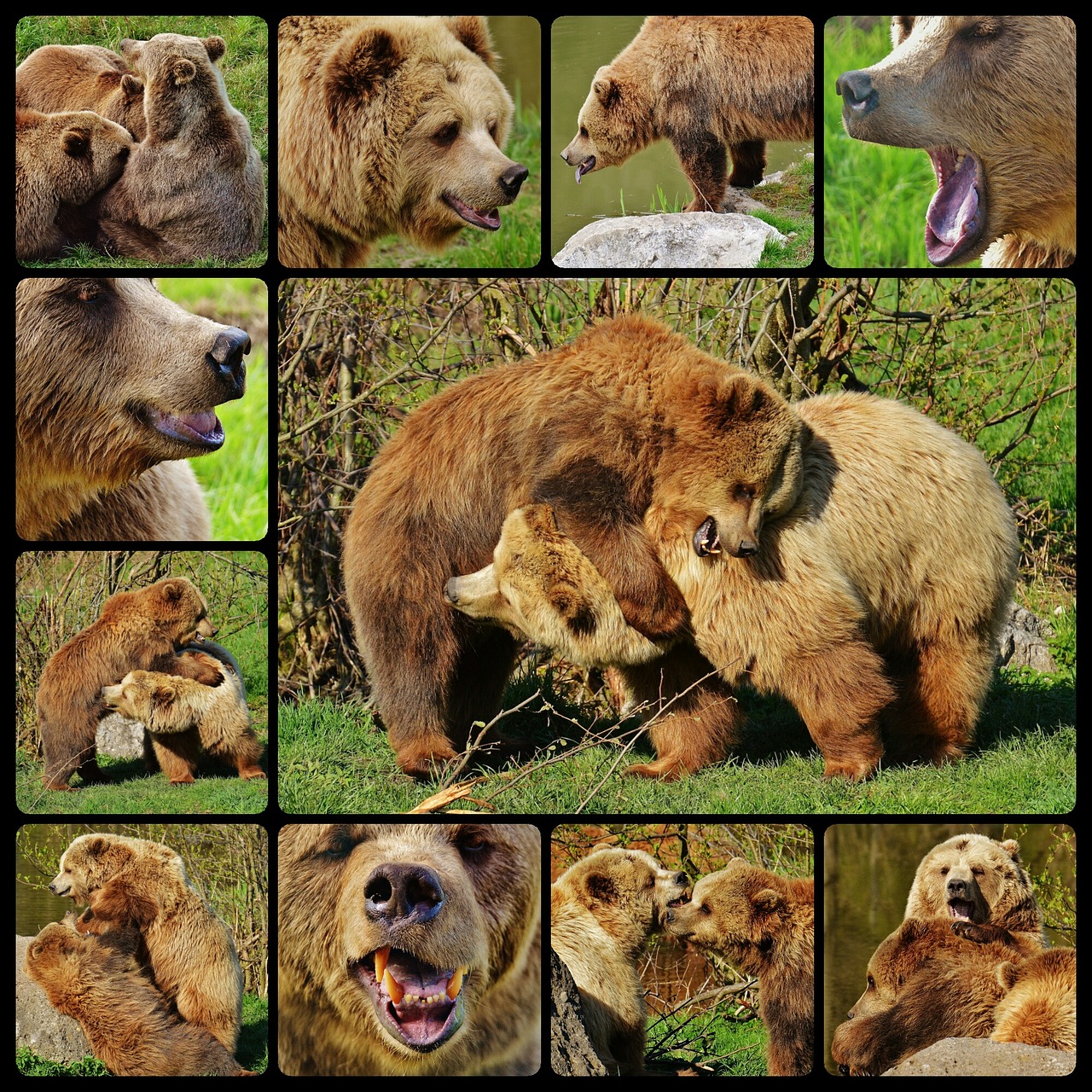 Image - bear wildpark poing collage water