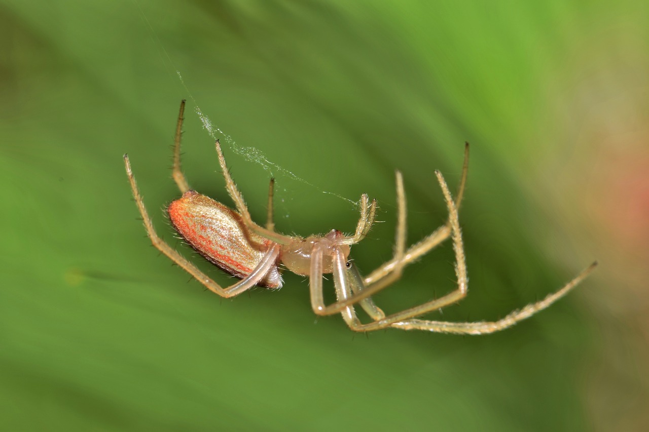 Image - spider orb spider orb weaver web