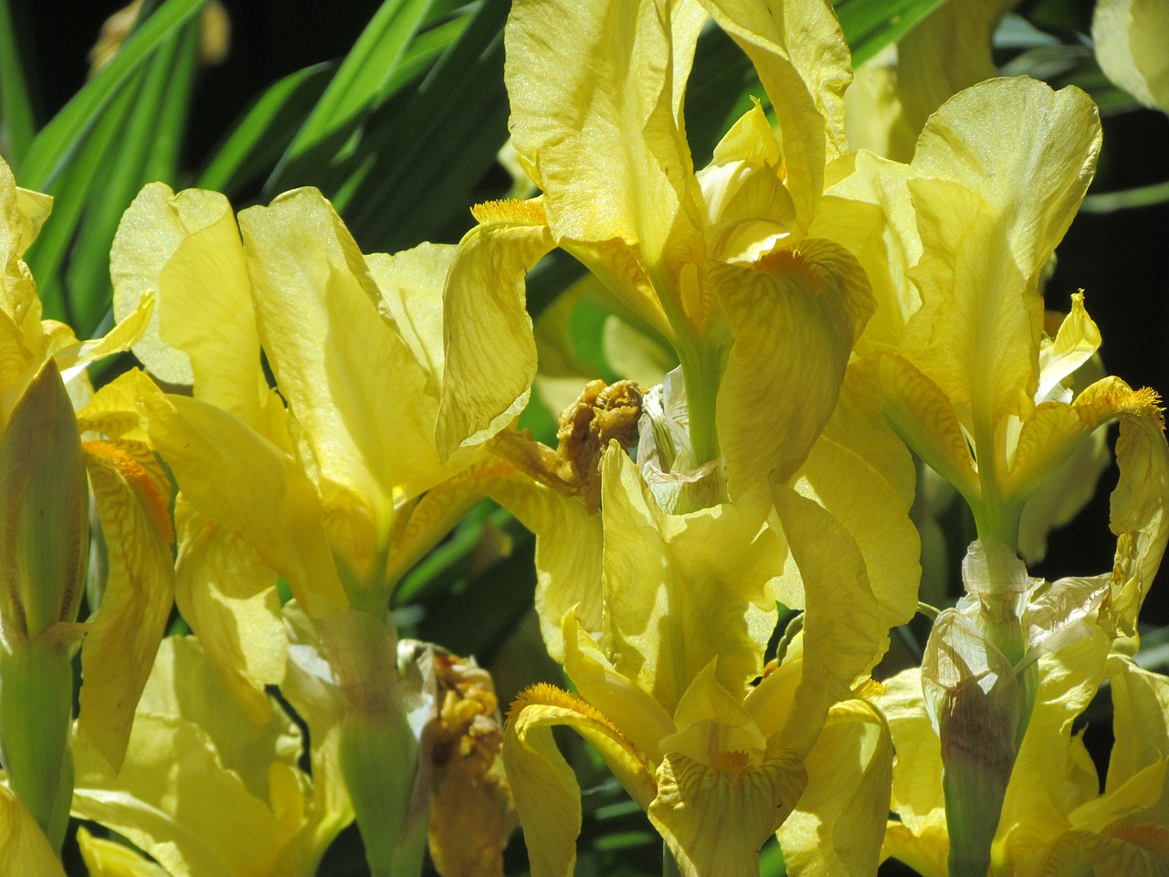 Image - iris flowers bloom garden dutch