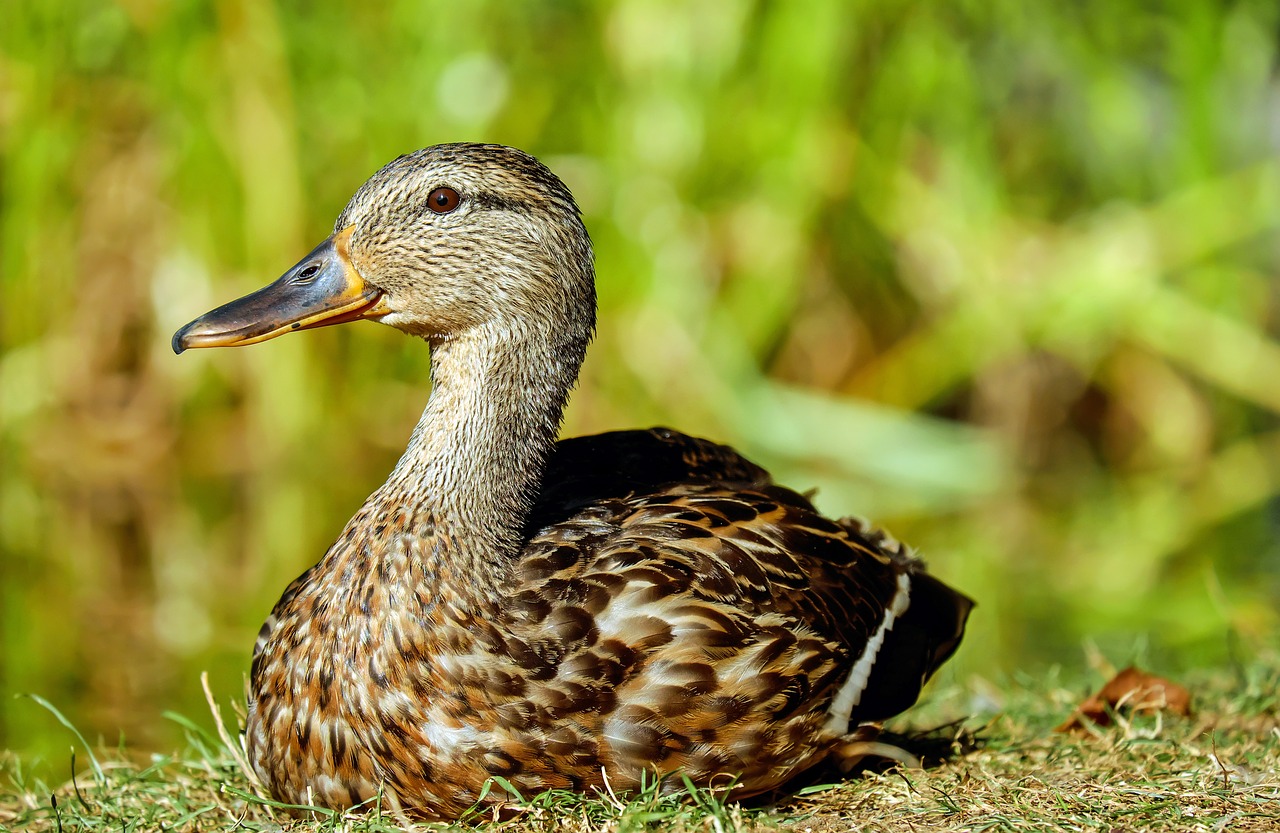 Image - duck water bird lying meadow