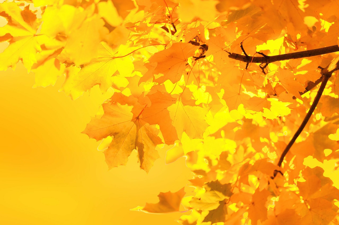 Image - autumn maple leaves branch