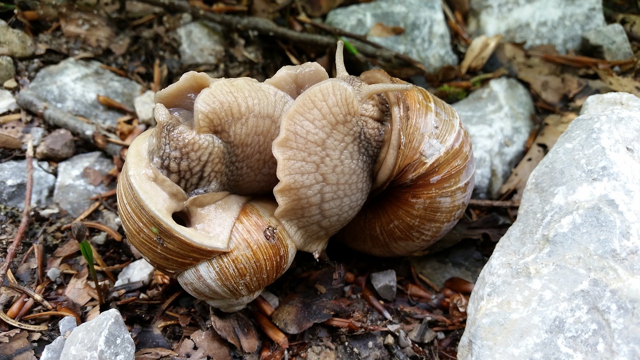 Image - snails love mating wildlife