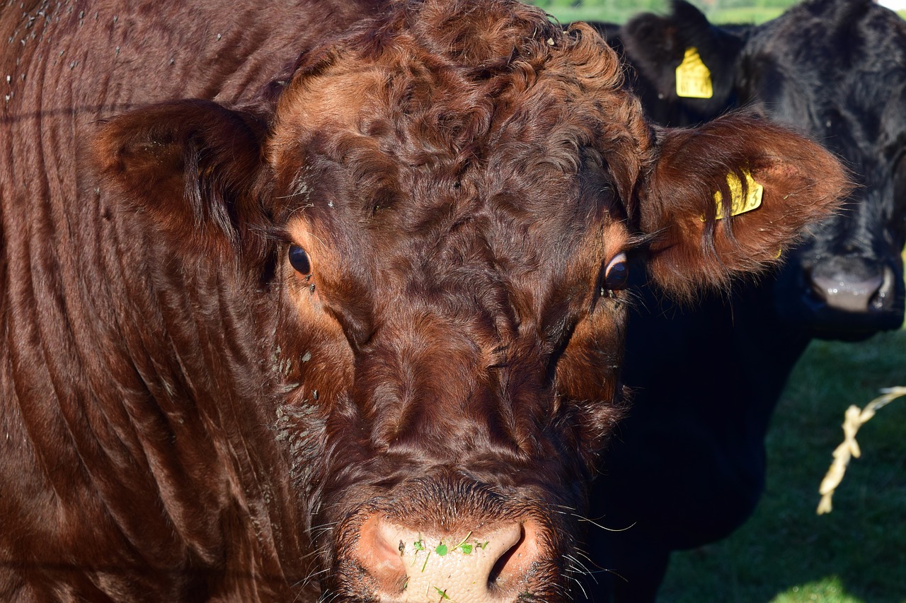 Image - cow head animal livestock beef