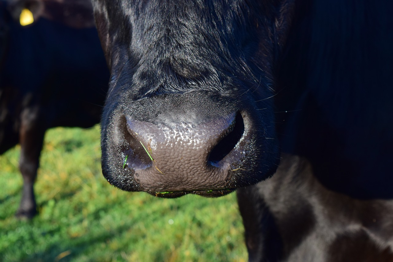 Image - cow snout animal livestock beef