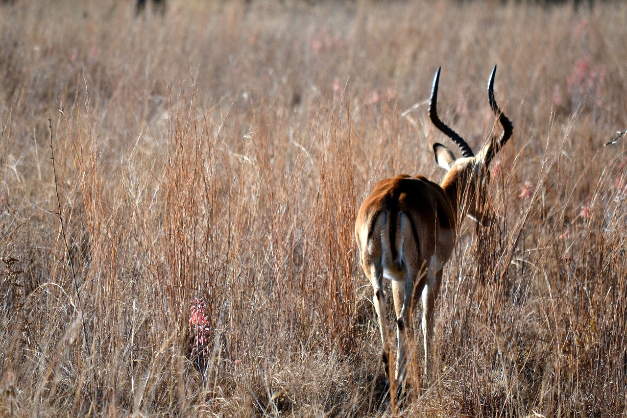 Image - springbok africa animal wildlife