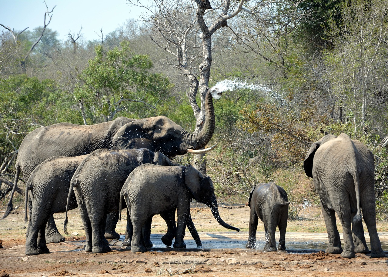 Image - elephants playing in mud kruger park