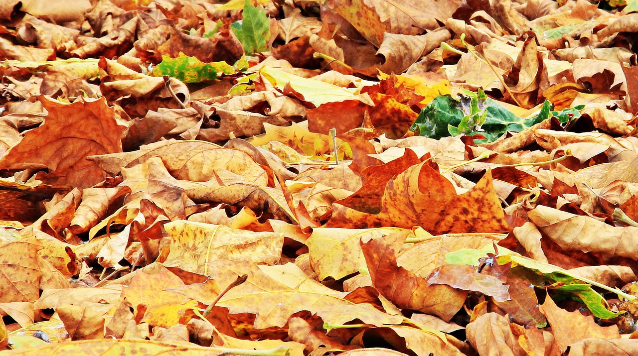 Image - autumn fall leaves leaves