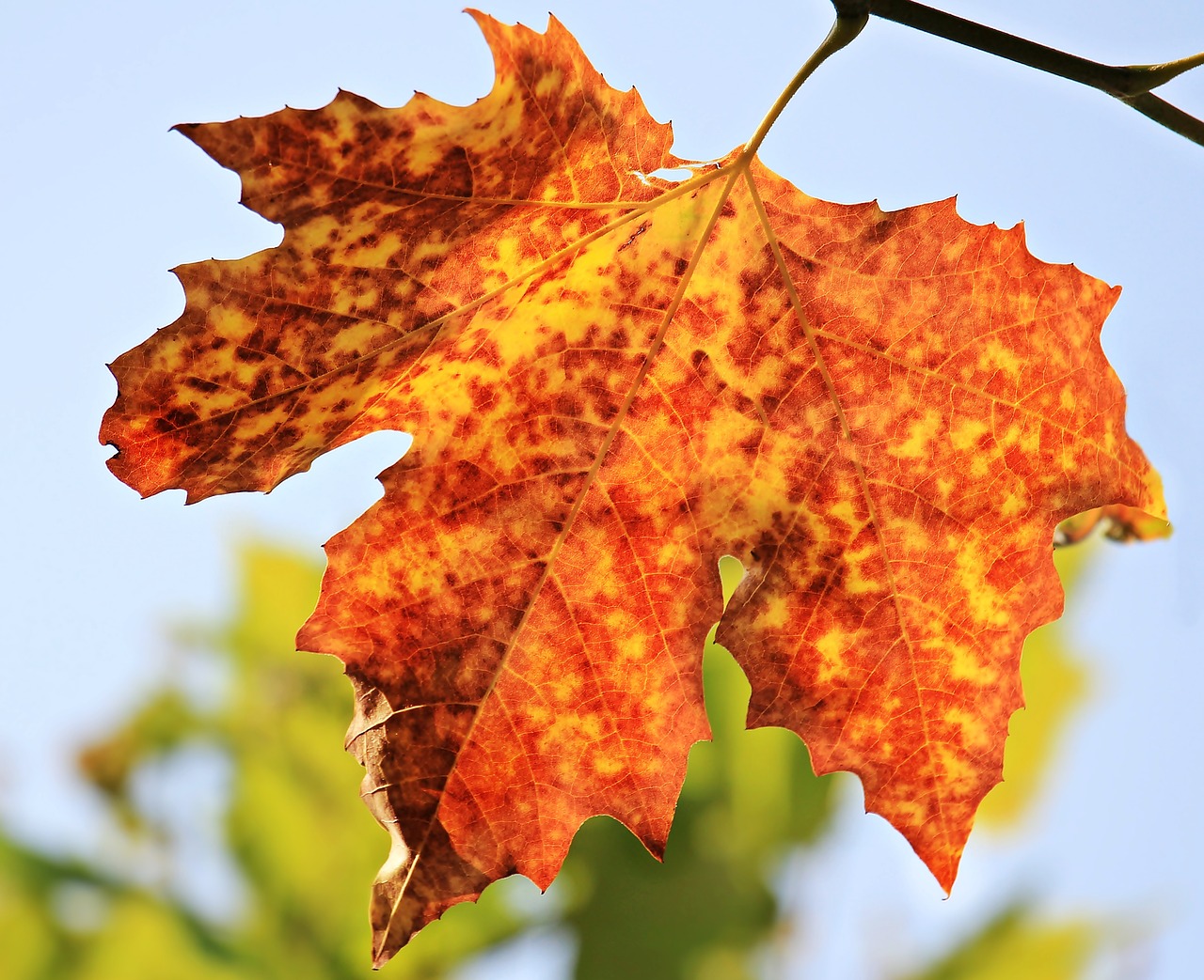 Image - autumn autumn leaf leaves