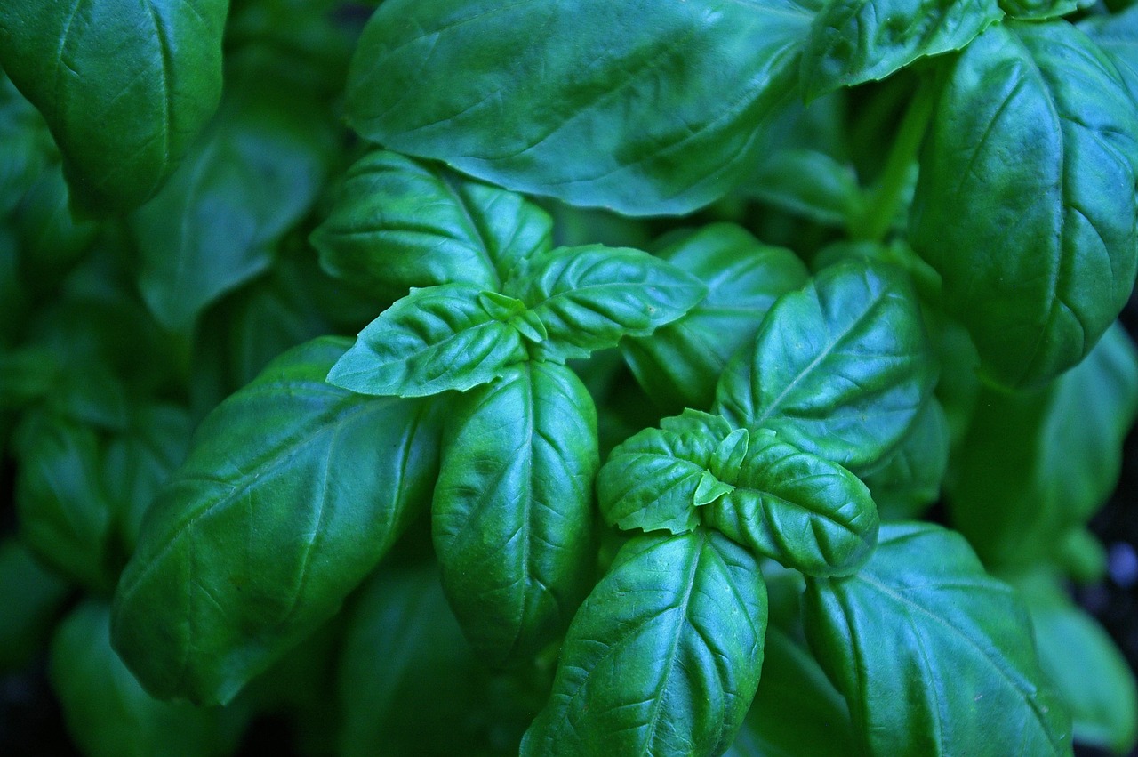 Image - basil herbs eat food spice plant