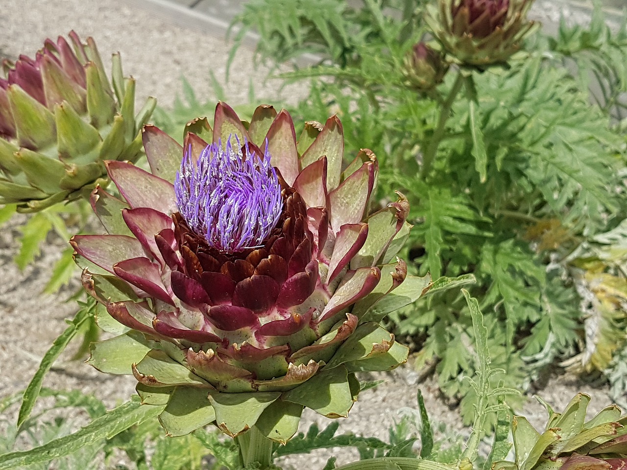 Image - artichoke flower flowerhead