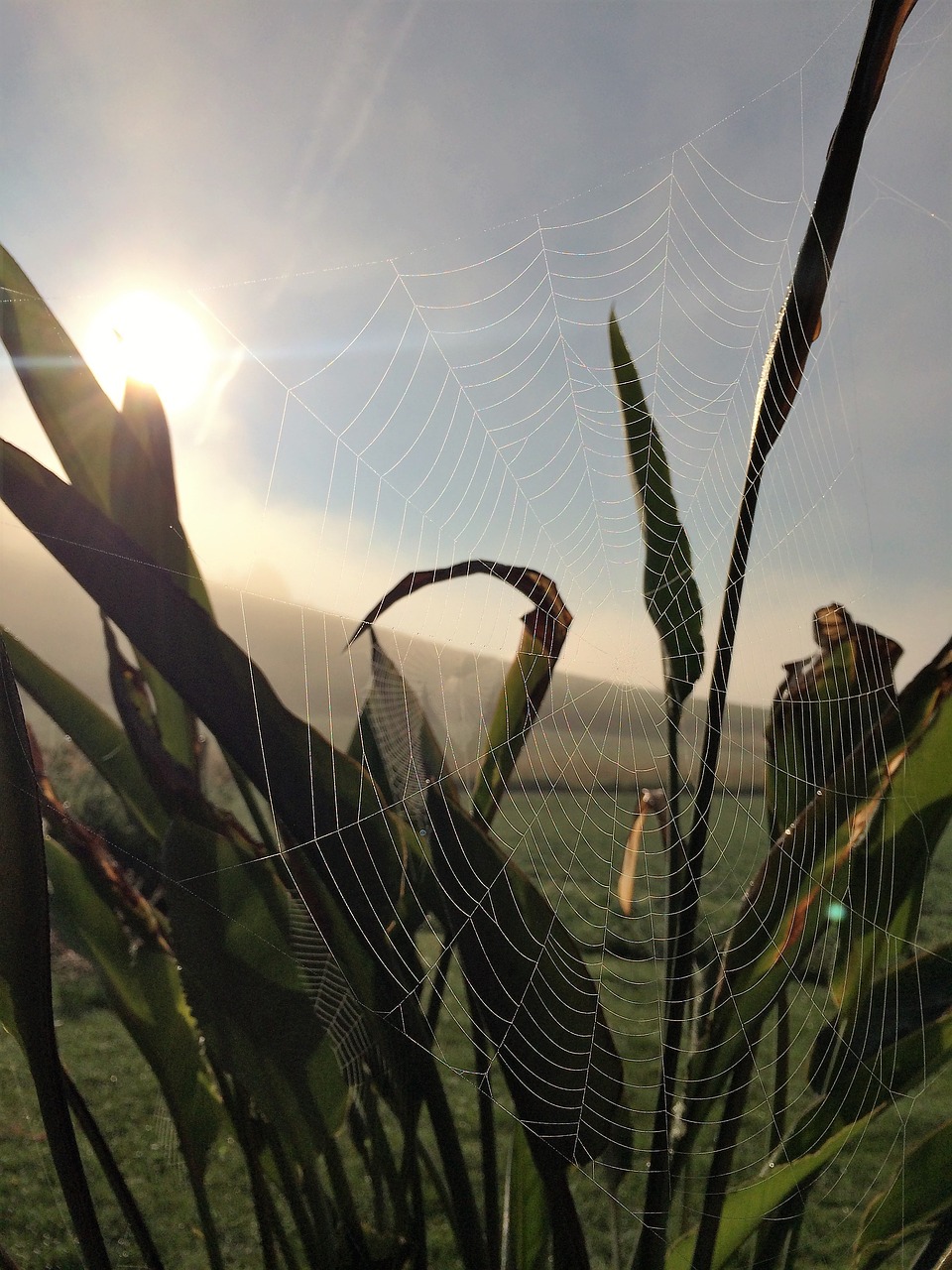 Image - cobweb nature close network spider