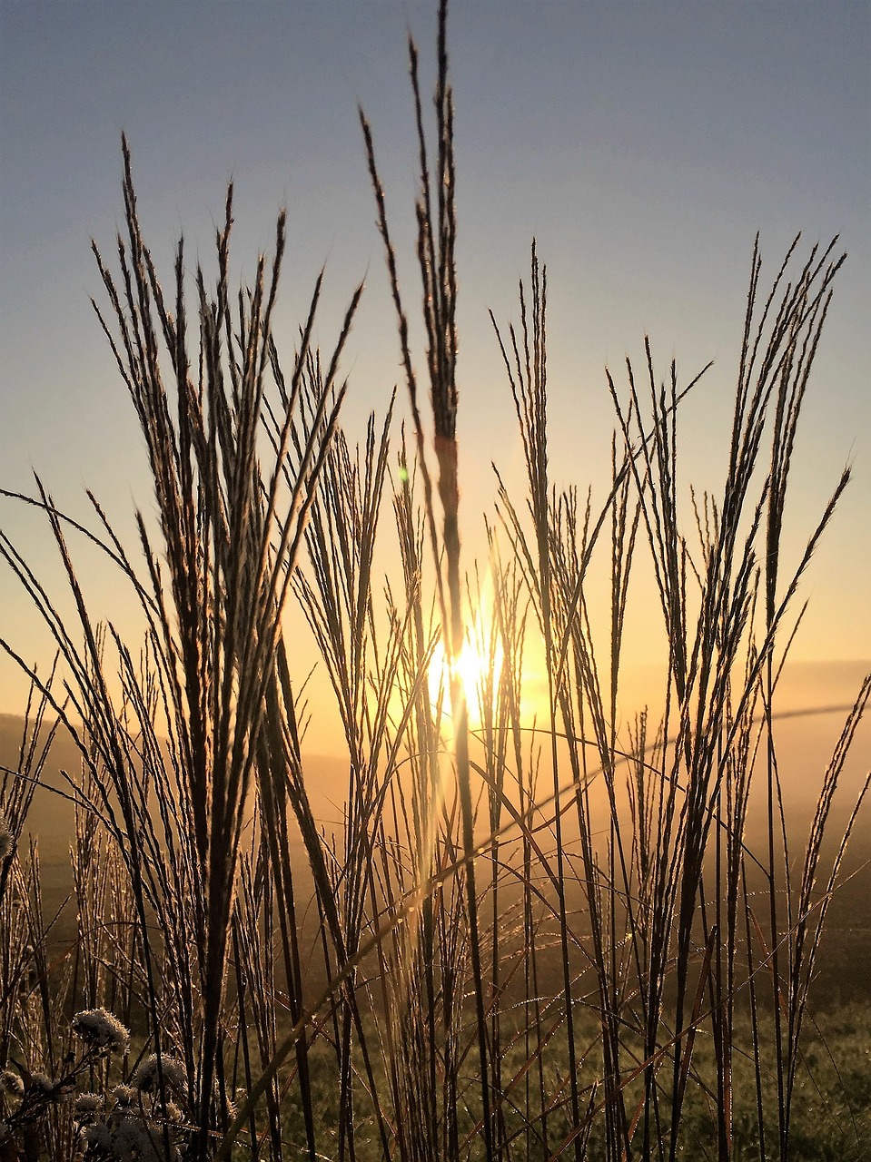 Image - grasses sunrise nature