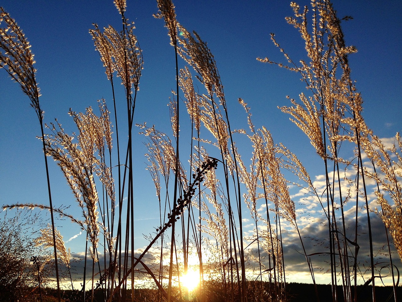 Image - grasses mood nature sun back light