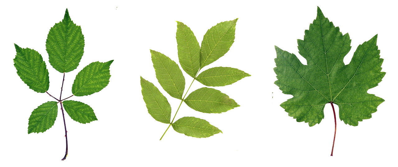 Image - green leaf leaves branch plant