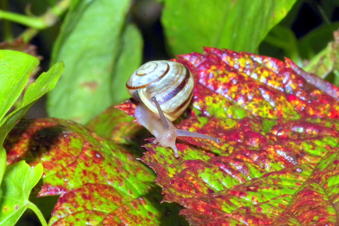 Image - snail small tiny foliage grass