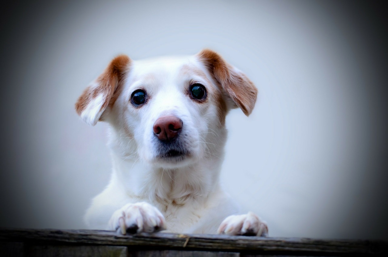 Image - dog animal friend loyalty
