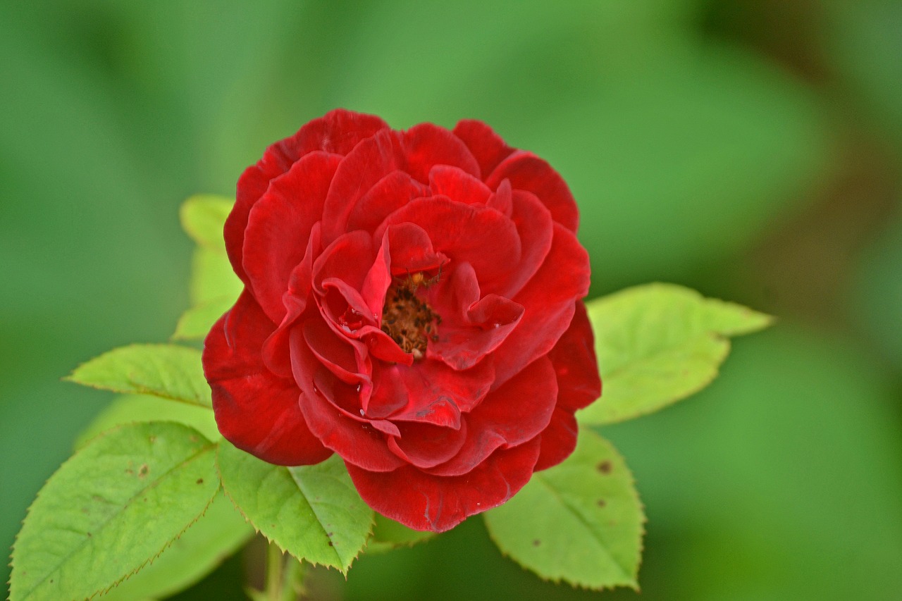 Image - flower red rose green earth nature